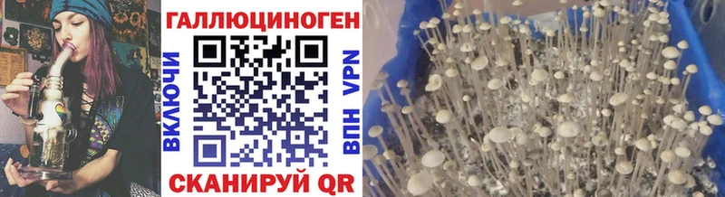 сколько стоит  Белокуриха  Галлюциногенные грибы Psilocybine cubensis 